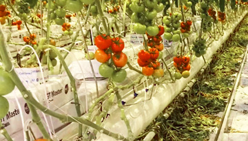 Исследование рынка тепличных овощей: огурец, томат, баклажан, перец и зеленные культуры