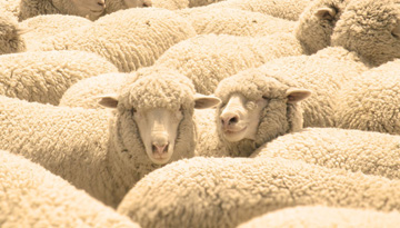 Исследование рынка продукции овцеводства