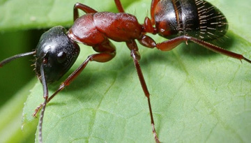 Исследование рынка муравьиной кислоты и формиатов
