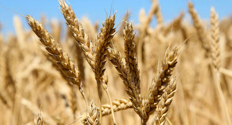 Исследование рынка пшеницы по итогам третьего квартала 2011 года