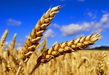 Маркетинговое исследование рынков: пшеницы (3,4,5 классов), клейковины (глютена), пшеничных отрубей
