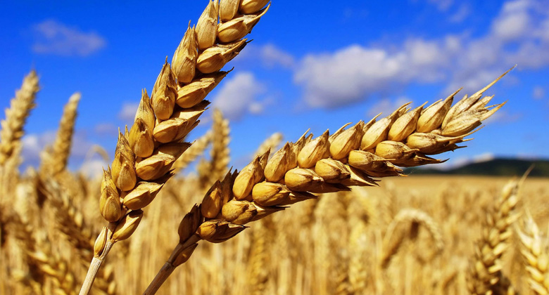 Маркетинговое исследование рынков: пшеницы (3,4,5 классов), клейковины (глютена), пшеничных отрубей