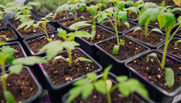 Исследование вывода па рынок микробиологических удобрений (биоудобрений)