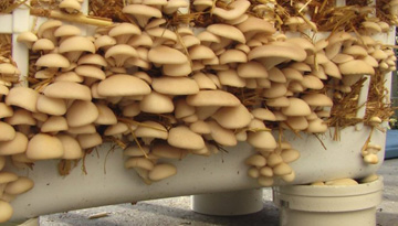 Исследования рынка культивируемых грибов и овощей закрытого грунта