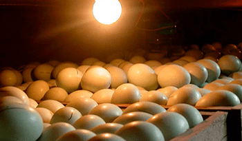 Исследование российского рынка инкубационного куриного яйца