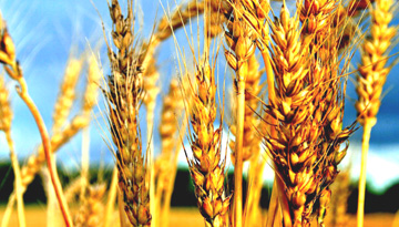Исследование рынка пшеницы и продуктов переработки зерновых