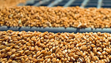 Исследования рынка продукции глубокой переработки зерна, биотехнологий и биохимии