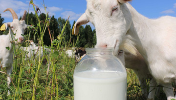 Исследование китайского рынка детского питания на основе сухого козьего молока