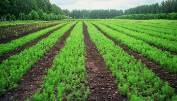 Исследование лесного селекционно-семеноводческого рынка России