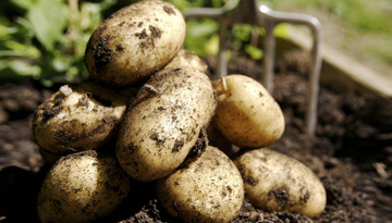 Исследование российского рынка картофеля