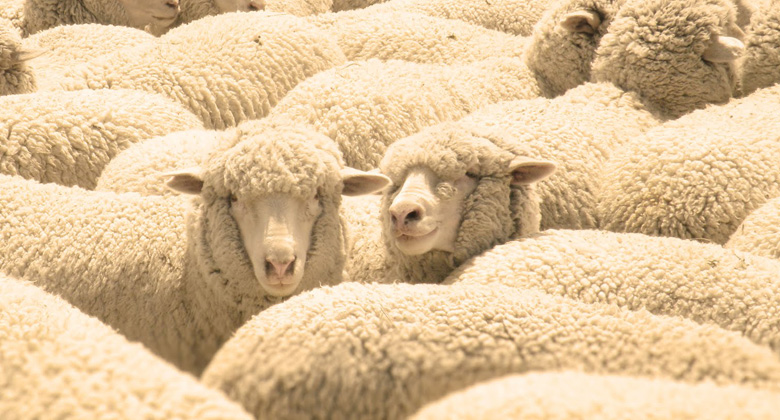 Исследование рынка продукции овцеводства