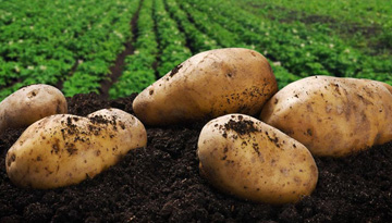Исследование спроса на картофель среди предприятий пищевой промышленности.