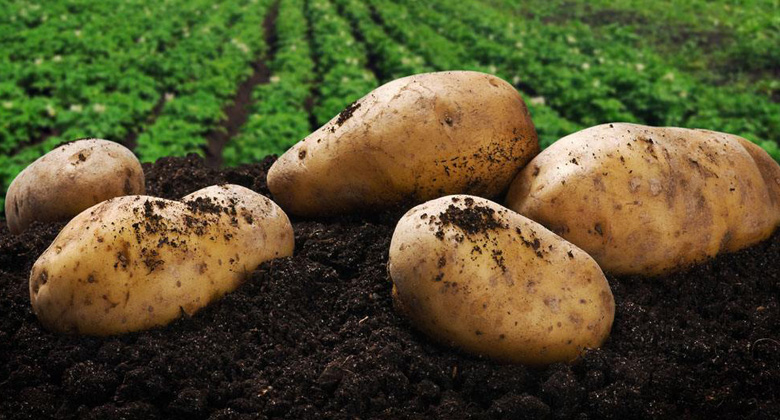 Исследование спроса на картофель среди предприятий пищевой промышленности.