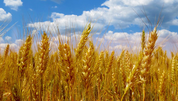 Агентство Промышленной Информации провело аудит маркетингового исследования рынка зерновых культур.