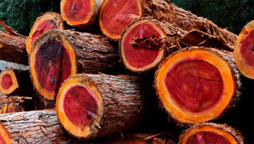 Обзор рынка гондурасского красного дерева (махагони)