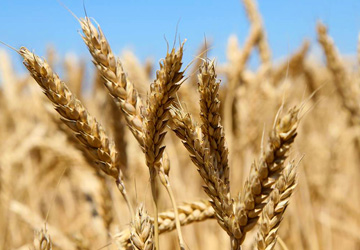 Рост экспортных поставок пшеницы