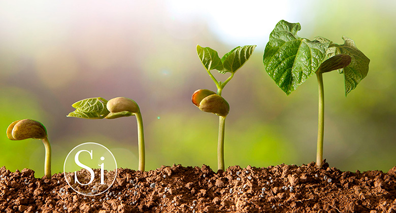 Анализ рынка кремнийсодержащих удобрений и биостимуляторов в России, 2022-2024 гг. с прогнозом до 2030 г.