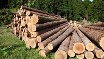 Анализ деятельности конкурентов-производителей хвойного пиловочника  (финансовые показатели и объемы производства)